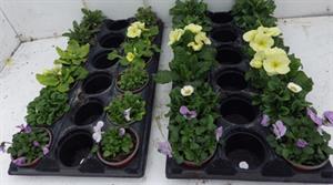 Peat-free trial plants - credit: Brookhouse Nurseries